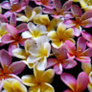 Meet your Posher, Yaroslava